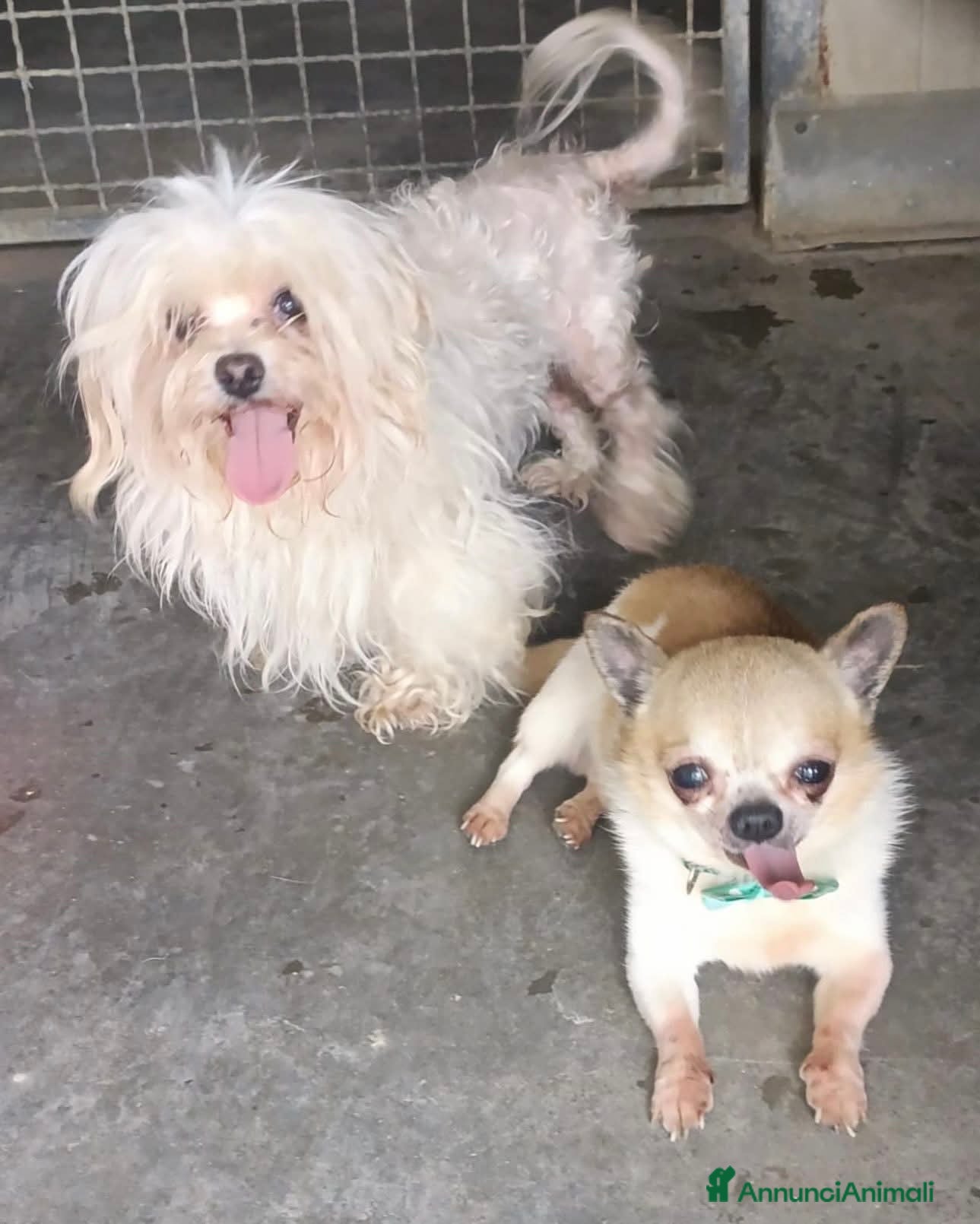 Maltese cani ADOZ.DEL💔:hanno solo bisogno di pace e serenità! - Annuncio 2