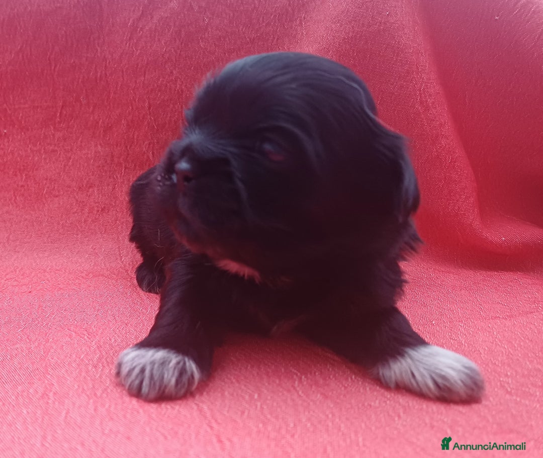 Shih Tzu cani in vendita: Cuccioli shih-tzu  - Annuncio 2