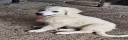 Pastore Abbruzzese Maremmano cani in vendita: 🐶 Cucciola femmina di Pastore Maremmano-Abruzzese - Annuncio 10