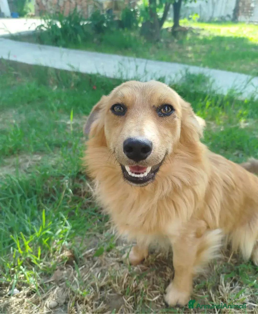 Meticcio cani in regalo: Micky color miele 1anno kg 5 ADOZIONE SALTATA! 10 - Annuncio 1