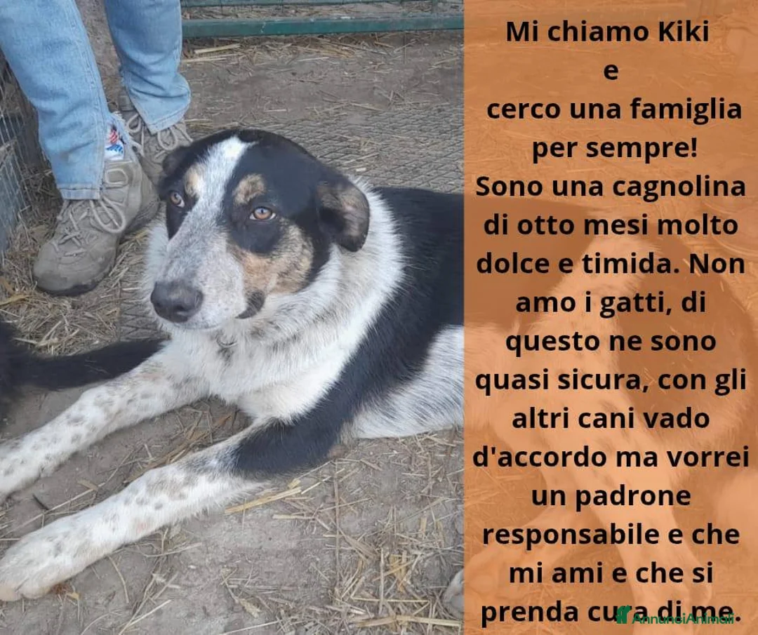Meticcio cani in regalo: Dolce Kiki aspetta una FAMIGLIA vera!!!! - Annuncio 1