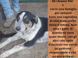 Meticcio cani in regalo: Dolce Kiki aspetta una FAMIGLIA vera!!!! - Annuncio 3