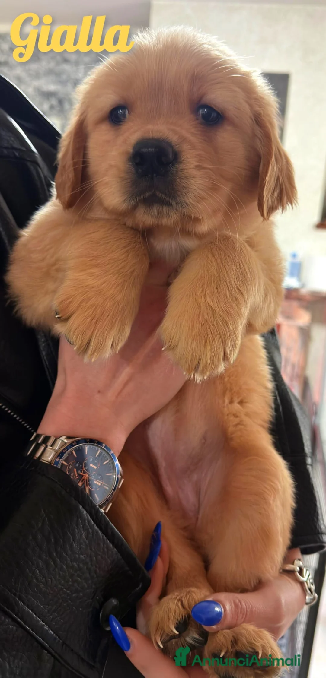 Golden Retriever cani in vendita: Cucciole Golden Retriever ultime disponibilità  - Annuncio 5