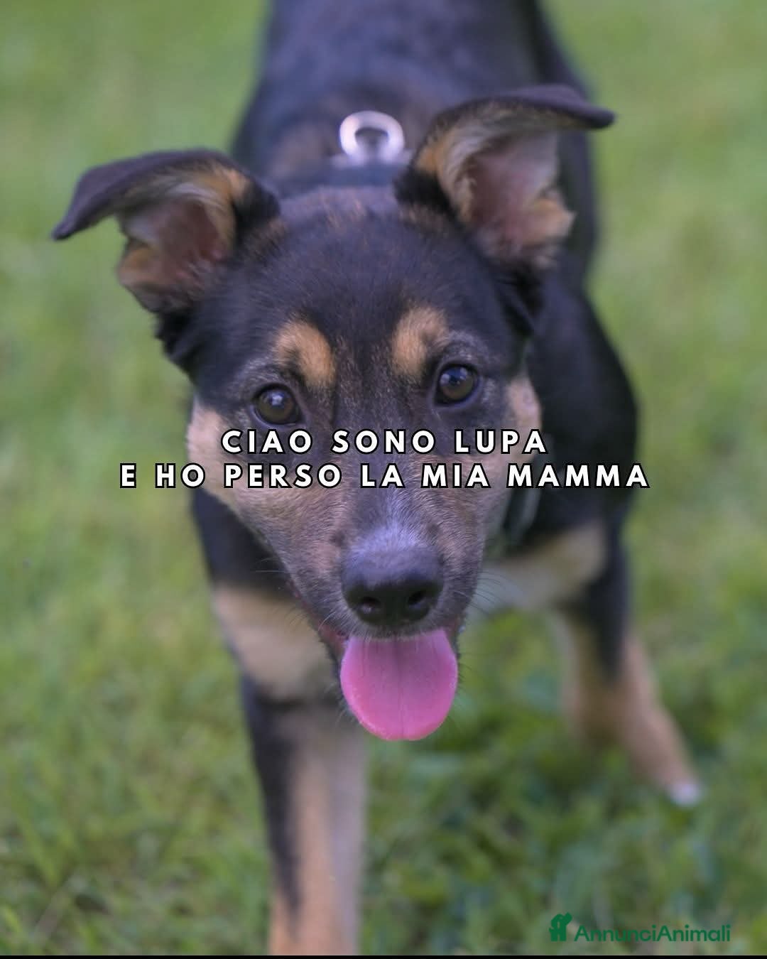 Meticcio cani LUPA, cucciola simil-lupetta in adozione - Annuncio 33