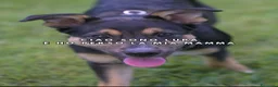Meticcio cani in regalo: LUPA, cucciola simil-lupetta in adozione - Annuncio 1