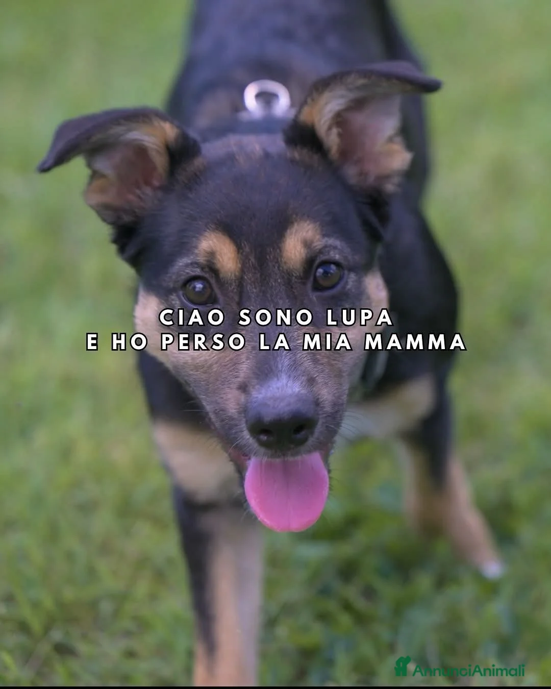Meticcio cani in regalo: LUPA, cucciola simil-lupetta in adozione - Annuncio 1
