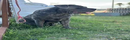 Cane Corso cani in vendita: Cucciole cane corso con pedigree  a Provincia di Campobasso - Annuncio 2