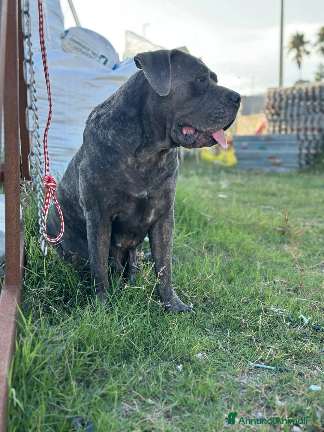 Cane Corso cani in vendita: Cucciole cane corso con pedigree  a Provincia di Campobasso - Annuncio 2