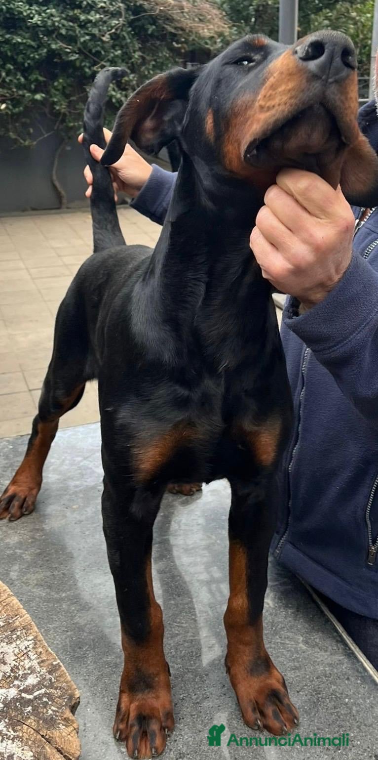 Dobermann cani cucciolo di doberman messina  - Annuncio 1