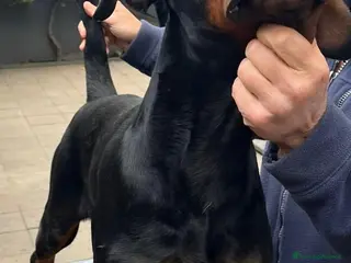 Dobermann cani cucciolo di doberman messina - Annuncio 1