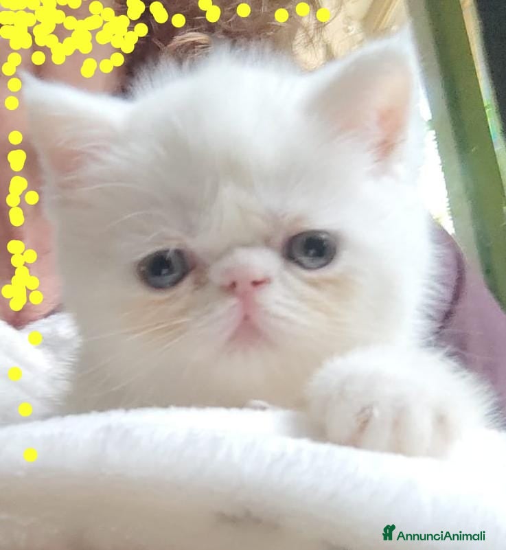 Exotic Shorthair gatti Exotic short hair/persiano bianco - Annuncio 1