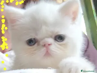 Exotic Shorthair gatti Exotic short hair/persiano bianco - Annuncio 2