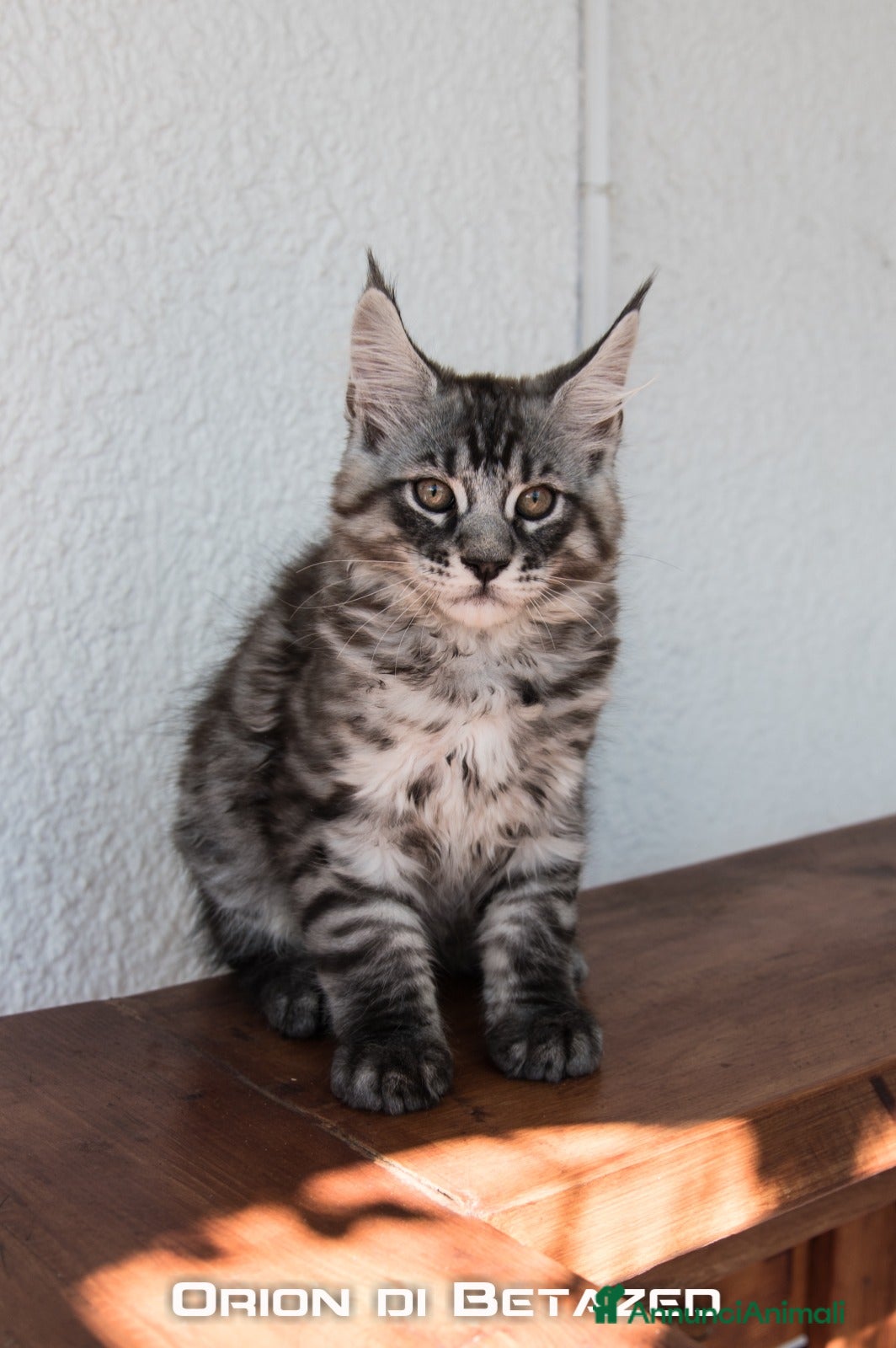 Maine Coon gatti Cucciolo Maine Coon Alta Genealogia - Annuncio 10