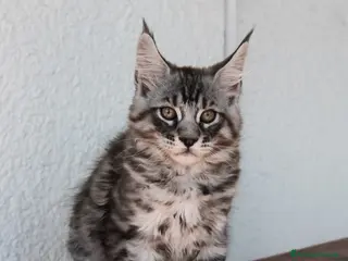 Maine Coon gatti Cucciolo Maine Coon Alta Genealogia - Annuncio 3