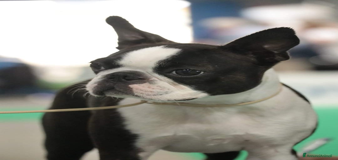 Immagine della galleria {{count}}