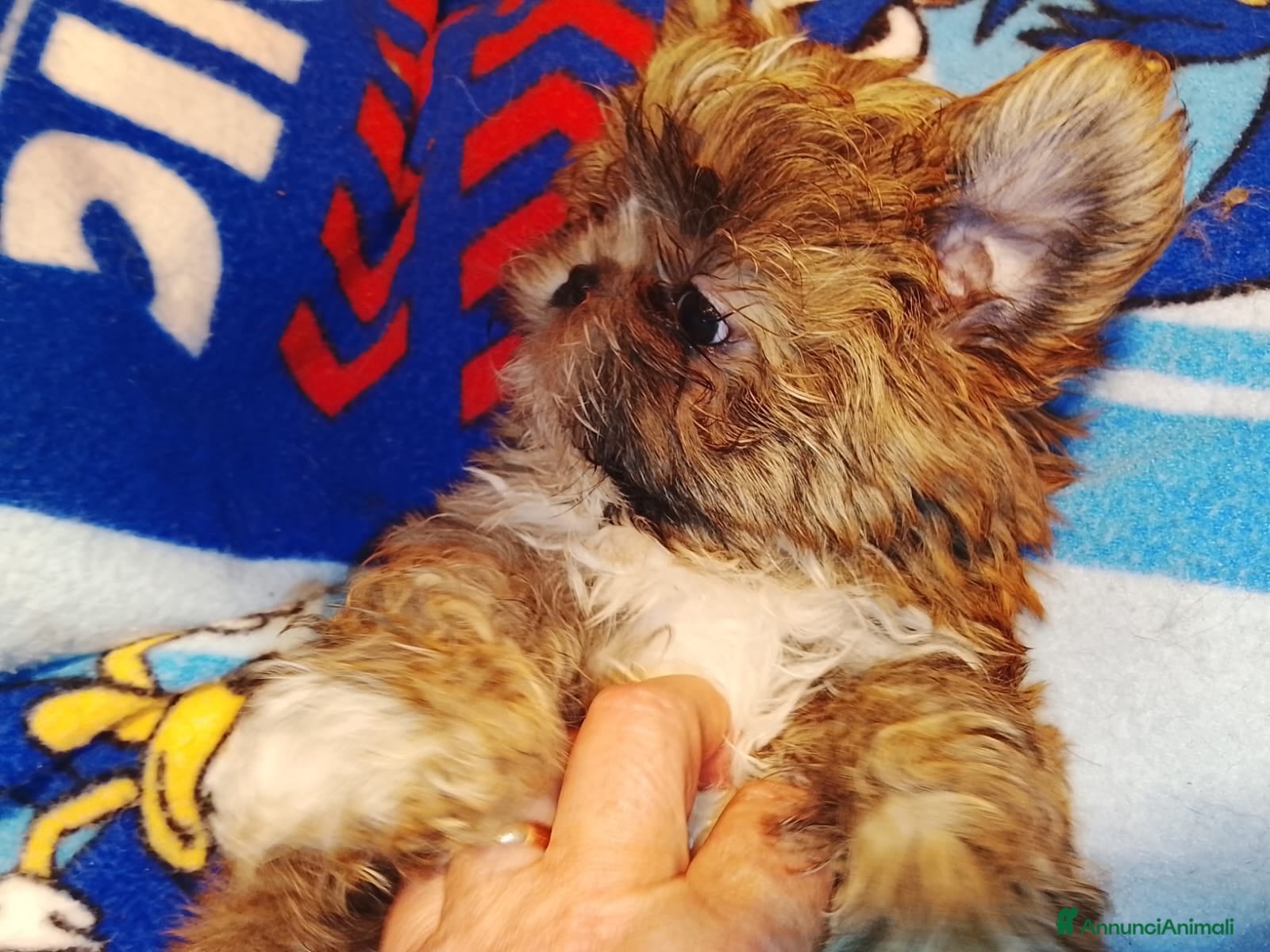 Shih Tzu cani Splendidi cuccioli di Shitzu  - Annuncio 2