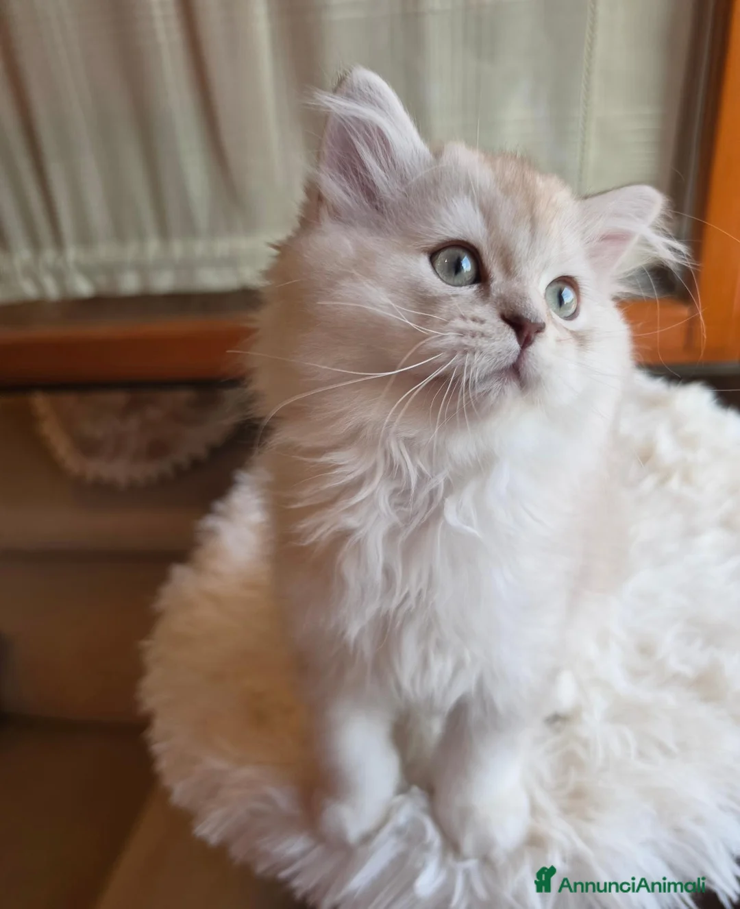 Scottish gatti in vendita: Ultimo scottish longhair subito disponibile  - Annuncio 6