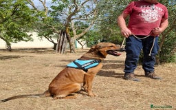 Meticcio cani in regalo: Aladin e' un Mago!  a Città Metropolitana di Bari - Immagine 4
