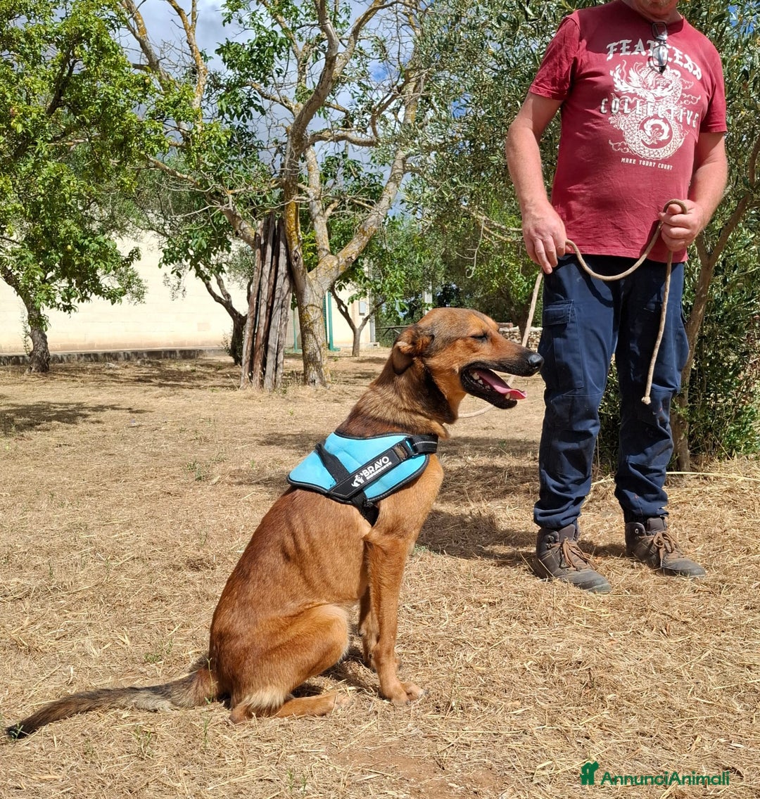 Meticcio cani in regalo: Aladin e' un Mago!  a Città Metropolitana di Bari - Immagine 4