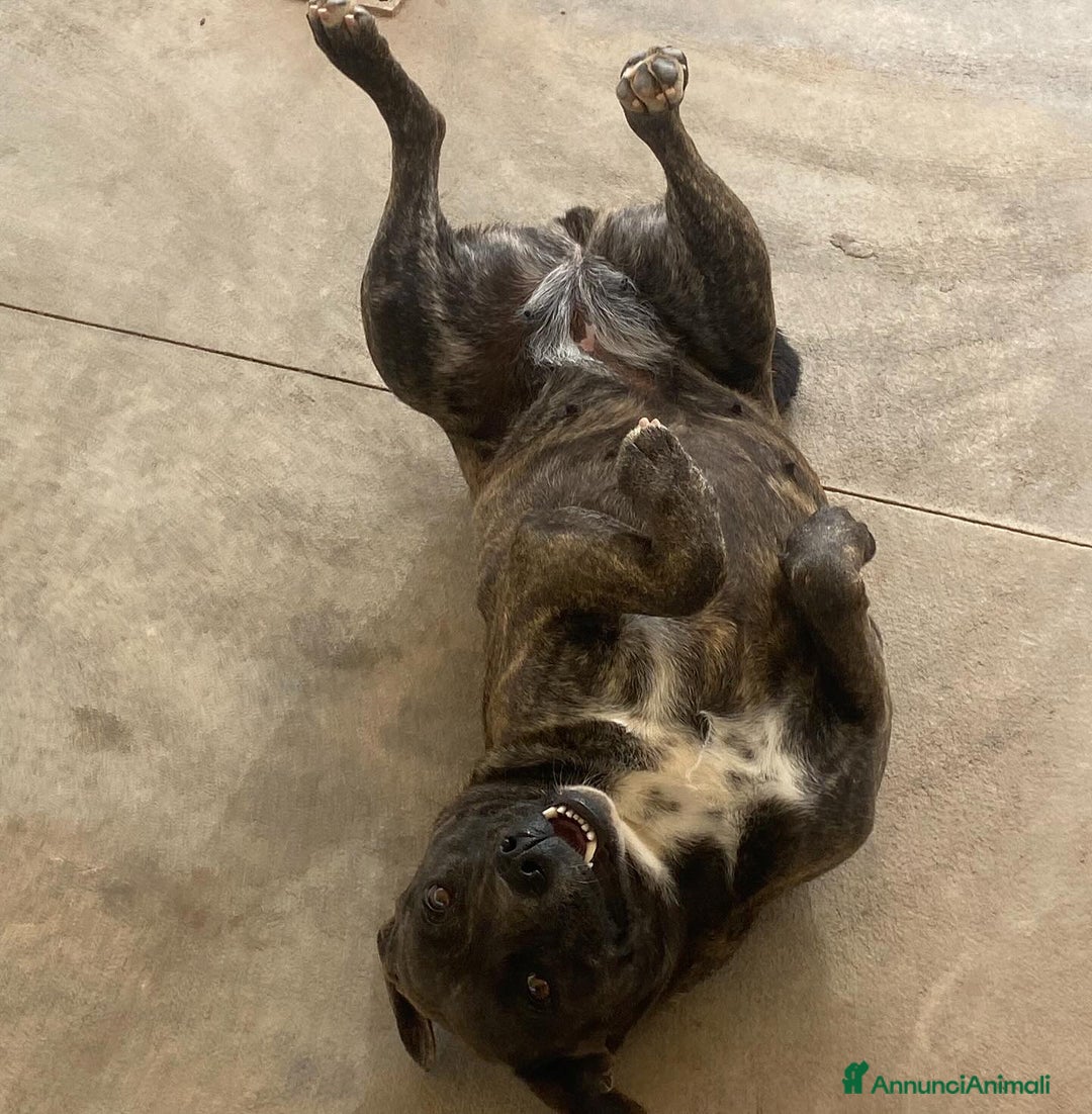 Meticcio cani in regalo: WENDY dolce cagnolina 2 anni cerca adozione a Provincia di Latina - Annuncio 5