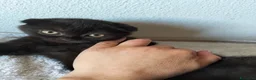Scottish gatti in vendita: Gatti schottish  - Annuncio 9