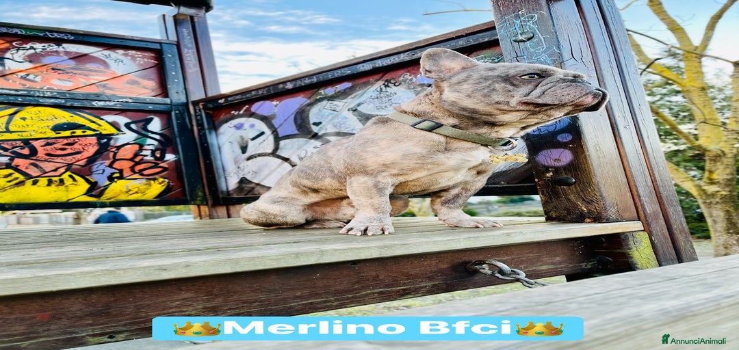 Immagine della galleria {{count}}