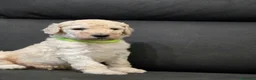 Barbone cani in vendita: Cuccioli Barbone Grande Mole - Annuncio 7