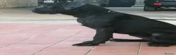 Cane Corso cani in regalo: Cucciole Cane Corso  - Annuncio 7