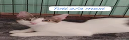 Altre razze gatti in regalo: Gattini desiderosi di trovare famiglia  a Provincia di Prato - Annuncio 4