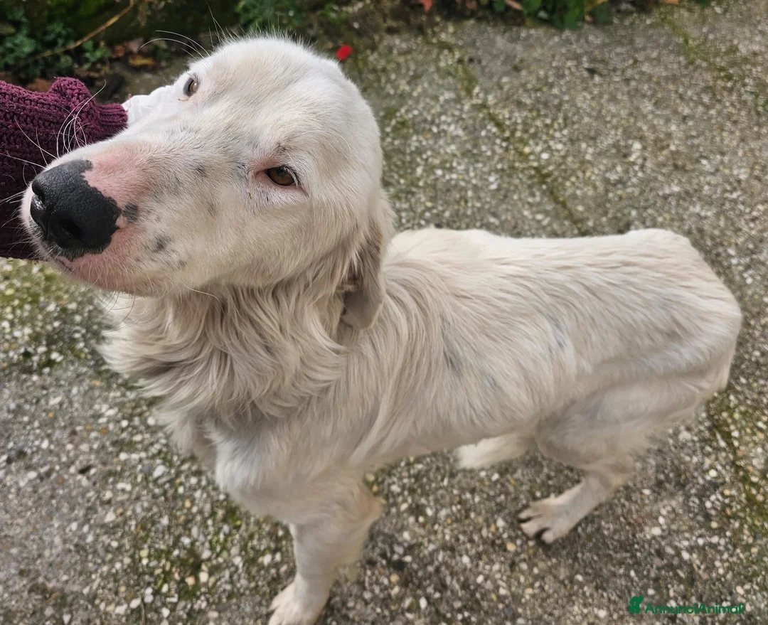 Meticcio cani in regalo: NEVE MIX GOLDEN RETRIEVER ALBINO a Provincia di Avellino - Annuncio 7