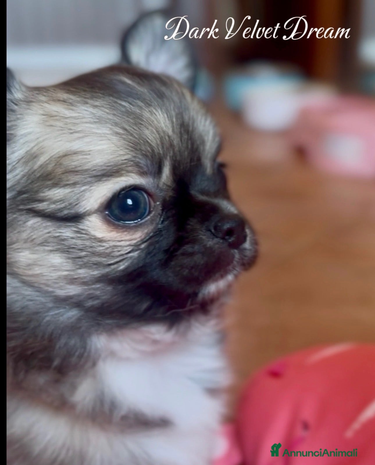 Chihuahua cani cuccioli maschi pelo lungo con pedigree ENCI/FCI - Annuncio 26