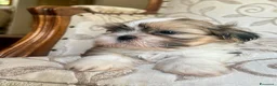 Shih Tzu cani in vendita: Cuccioli Shih Tzu pronti a settembre! - Annuncio 18