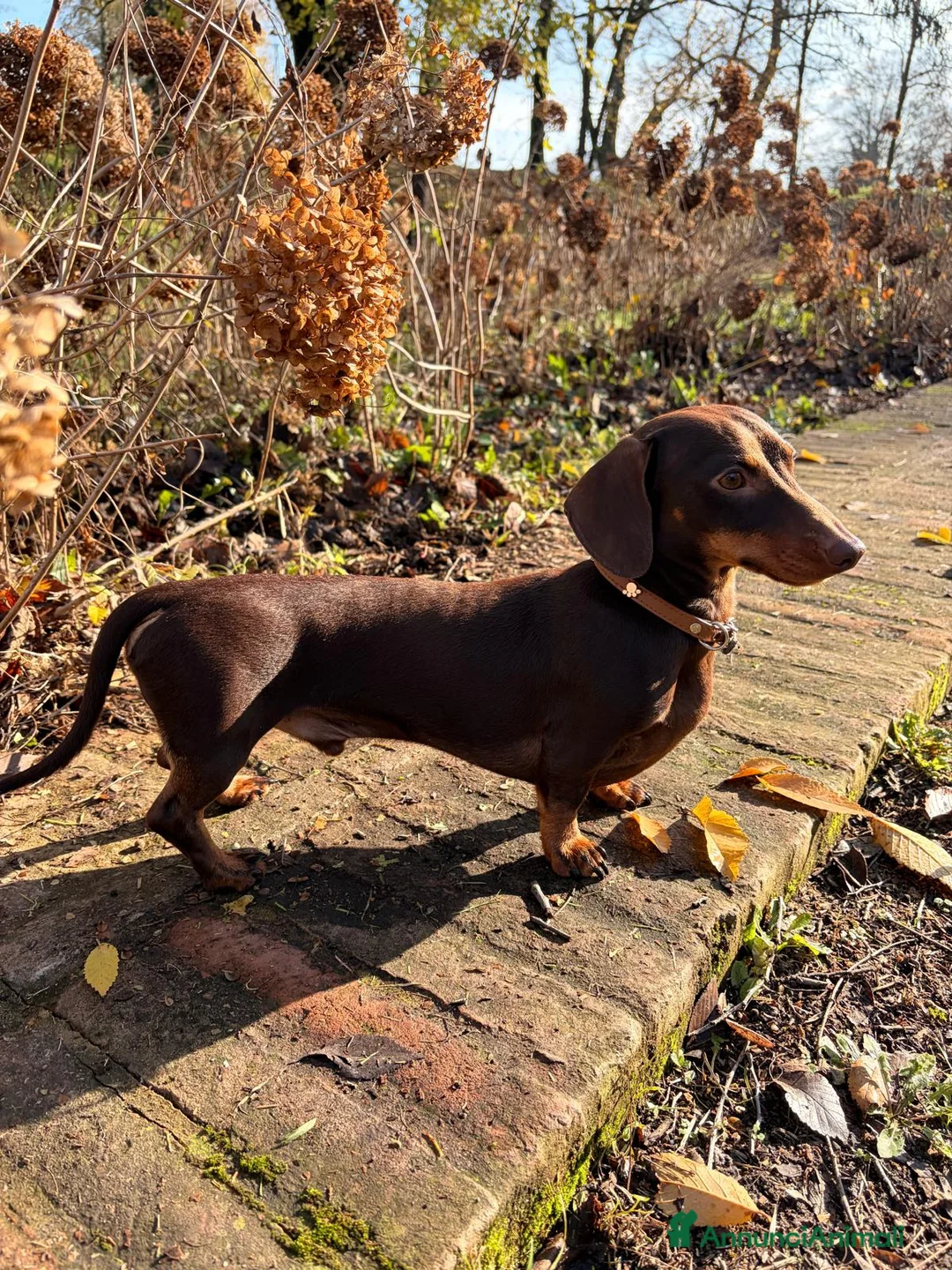 Bassotto cani per accoppiamento: BASSOTTO NANO DA MONTA - Annuncio 4