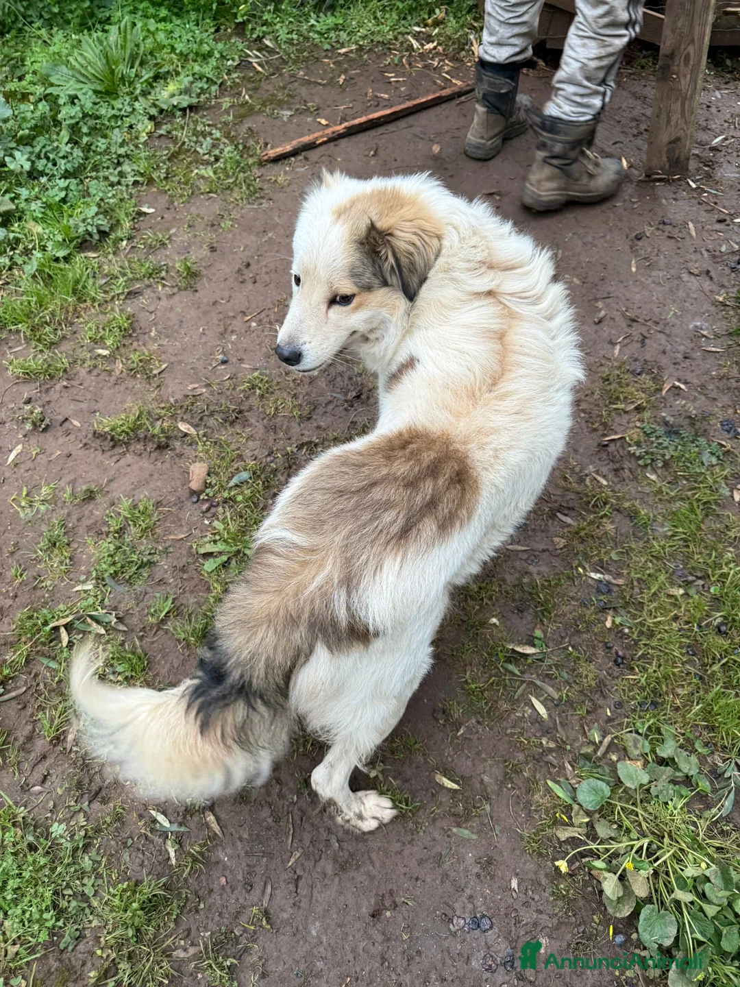 Meticcio cani in regalo: MILO ASPETTA UNA MAMMA  - Annuncio 4