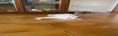 Siberiano 1