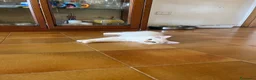 Siberiano gatti in vendita: vendesi cuccioli siberiani a Provincia di Arezzo - Annuncio 7