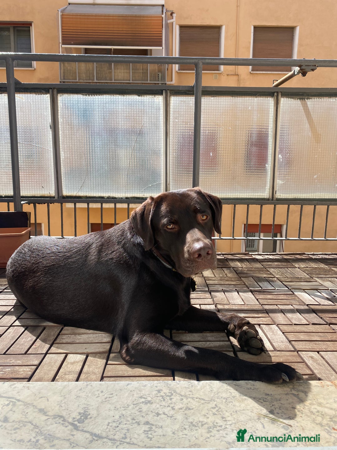 Labrador cani per accoppiamento: Cerco fidanzata Choco🤎 a Città metropolitana di Roma Capitale - Annuncio 10