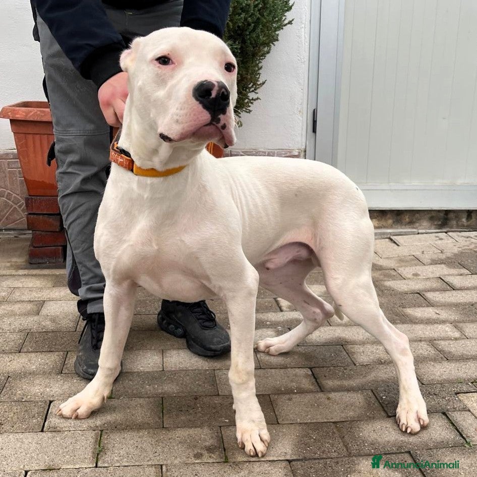 Dogo Argentino cani LOGAN DOGO ARGENTINO - Annuncio 1