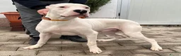 Dogo Argentino cani in regalo: LOGAN DOGO ARGENTINO - Annuncio 1