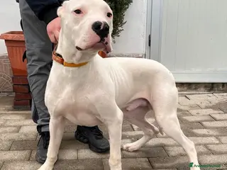 Dogo Argentino cani LOGAN DOGO ARGENTINO - Annuncio 1