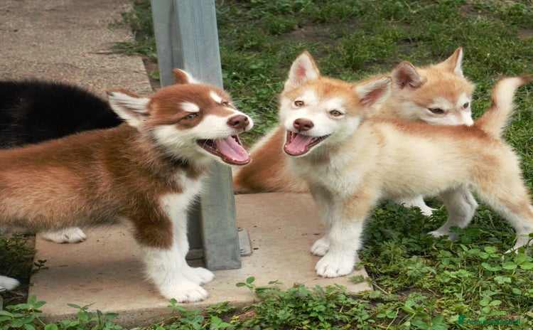 Alaskan Malamute cani a Provincia di Padova - Annuncio 1