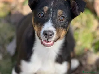 Meticcio cani VIOLA, cucciola bella come il sole! - Annuncio 22