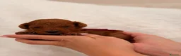 Barboncino Toy cani in vendita: Barboncini Toy di linea asiatica disponibili - Annuncio 9
