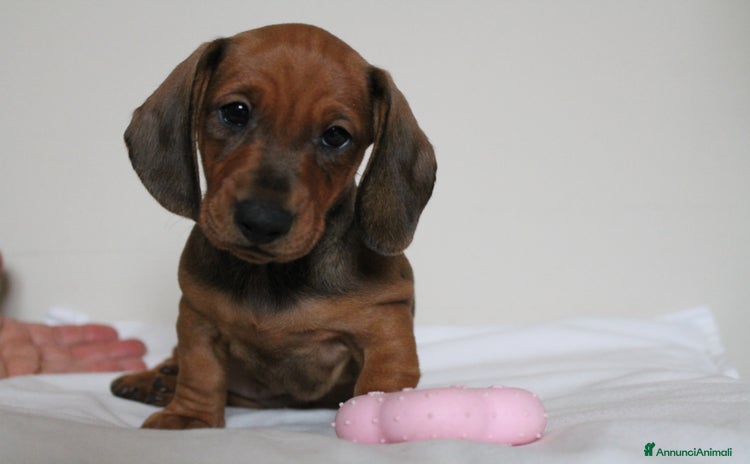 Bassotto cani a Provincia di Brescia - Annuncio 1