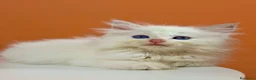 Ragdoll gatti in vendita: cuccioli ragdoll disponibili - Annuncio 12