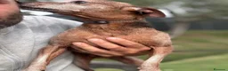 Meticcio cani in regalo: Billo simil pinscher cerca casa - in adozione - Annuncio 4