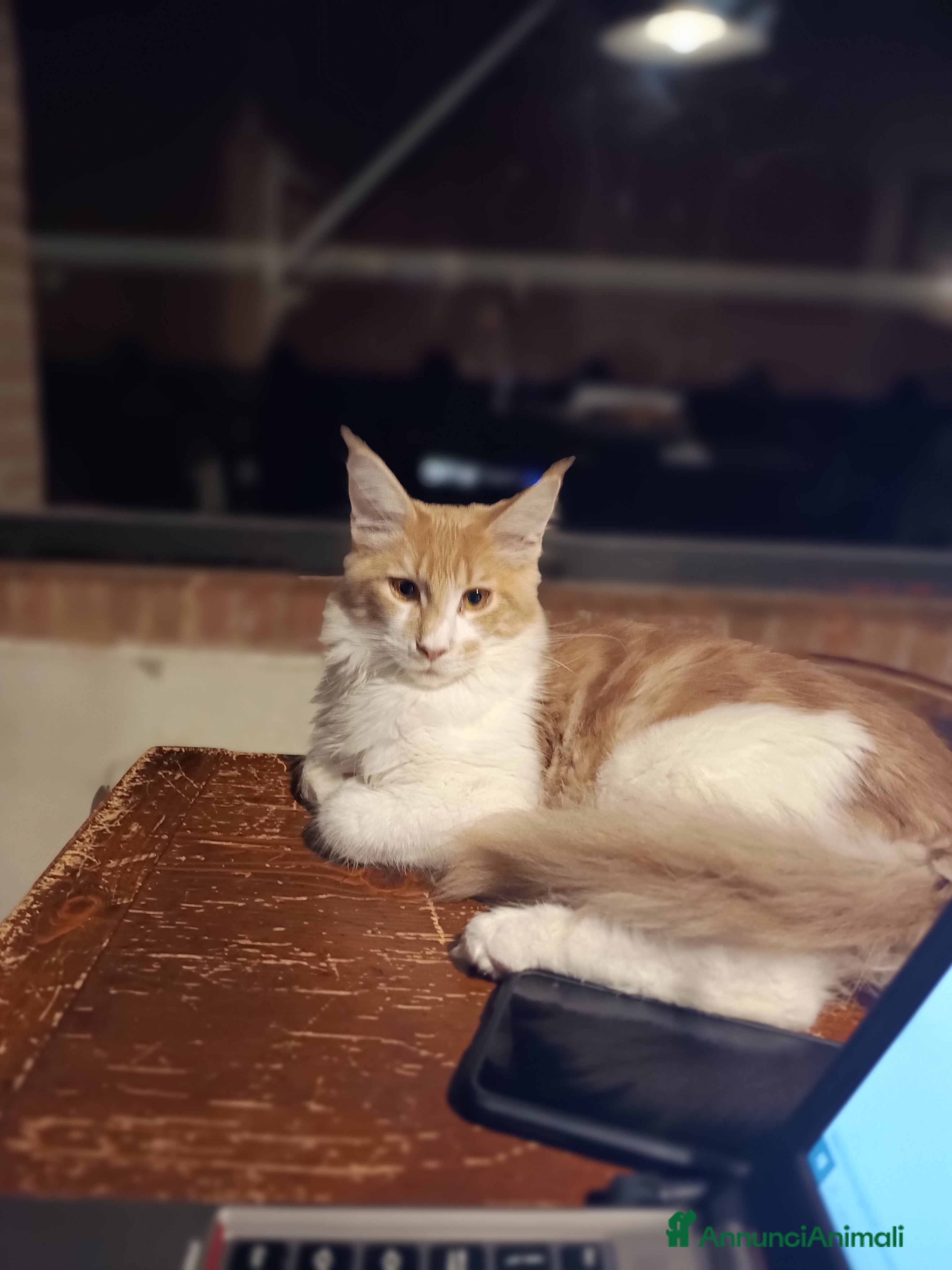 Maine Coon gatti Gatti Maine coon - Annuncio 16