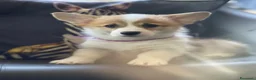 Corgi Pembroke cani in vendita: MARIA VITTORIA PAPILOVIT  a Provincia di Verona - Annuncio 1