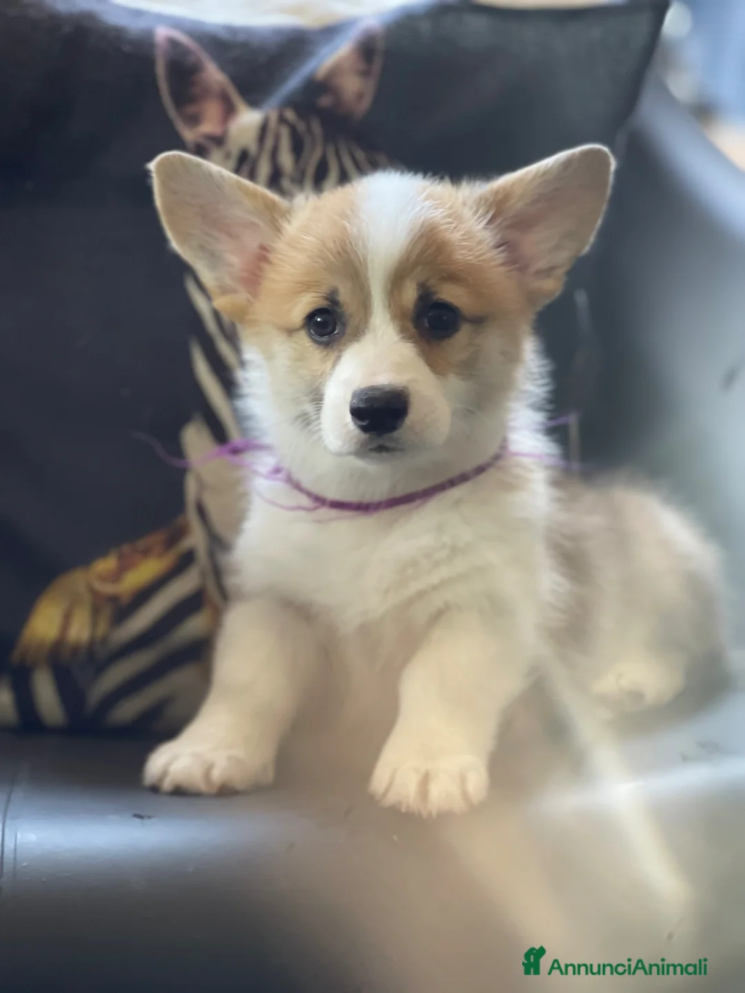 Corgi Pembroke cani in vendita: MARIA VITTORIA PAPILOVIT  a Provincia di Verona - Annuncio 1