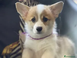 Corgi Pembroke cani MARIA VITTORIA PAPILOVIT - Annuncio 2